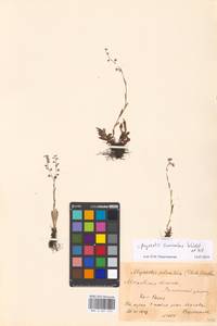 Myosotis alpestris F.W.Schmidt, Eastern Europe, Moscow region (E4a) (Russia)