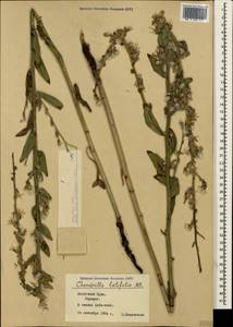 Chondrilla latifolia M. Bieb., Crimea (KRYM) (Russia)