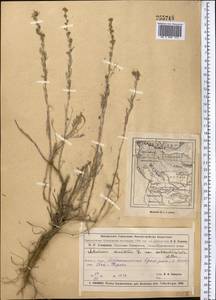 Artemisia sublessingiana (Keller) Krasch. ex Poljakov, Middle Asia, Muyunkumy, Balkhash & Betpak-Dala (M9) (Kazakhstan)