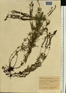 Veronica austriaca subsp. dentata (F. W. Schmidt) Watzl, Eastern Europe, South Ukrainian region (E12) (Ukraine)
