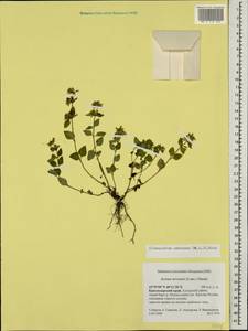 Clinopodium umbrosum (M.Bieb.) K.Koch, Caucasus, Krasnodar Krai & Adygea (K1a) (Russia)