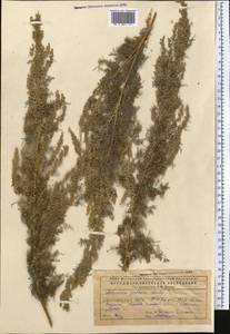 Artemisia abrotanum L., Middle Asia, Caspian Ustyurt & Northern Aralia (M8) (Kazakhstan)