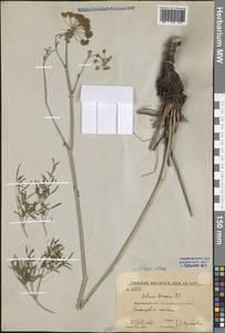 Silaum silaus (L.) Schinz & Thell., Eastern Europe, Central forest-and-steppe region (E6) (Russia)