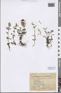 Dracocephalum nutans L., Siberia, Baikal & Transbaikal region (S4) (Russia)