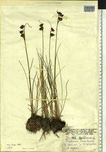 Juncus castaneus subsp. triceps (Rostk.) Novikov, Siberia, Altai & Sayany Mountains (S2) (Russia)