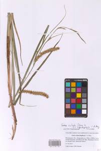 Carex rostrata × rhynchophysa, Eastern Europe, Moscow region (E4a) (Russia)