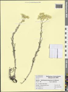 Helichrysum arenarium (L.) Moench, Caucasus, Dagestan (K2) (Russia)
