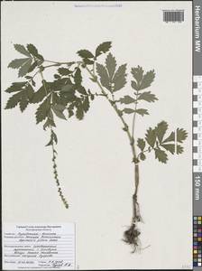Agrimonia pilosa Ledeb., Eastern Europe, Central forest-and-steppe region (E6) (Russia)