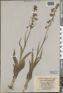 Epipactis palustris (L.) Crantz, Middle Asia, Western Tian Shan & Karatau (M3) (Kyrgyzstan)