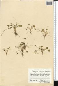 Halerpestes sarmentosus (Adams) Kom., Middle Asia, Northern & Central Tian Shan (M4) (Kyrgyzstan)