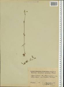 Cerastium holosteoides Fr., Eastern Europe, Northern region (E1) (Russia)