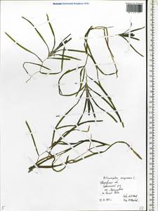 Potamogeton compressus L., Eastern Europe, Central forest region (E5) (Russia)