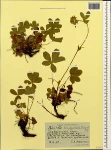 Potentilla brachypetala Fisch. & C. A. Mey. ex Lehm., Caucasus, Stavropol Krai, Karachay-Cherkessia & Kabardino-Balkaria (K1b) (Russia)