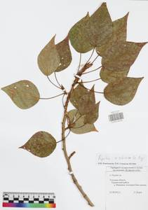 Populus tremuloides Michx., Eastern Europe, Central region (E4) (Russia)