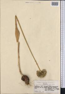 Allium oschaninii O.Fedtsch., Middle Asia, Pamir & Pamiro-Alai (M2) (Tajikistan)