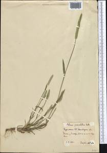 Phleum paniculatum Huds., Middle Asia, Kopet Dag, Badkhyz, Small & Great Balkhan (M1) (Turkmenistan)