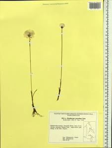 Eriophorum chamissonis C.A.Mey., Siberia, Russian Far East (S6) (Russia)
