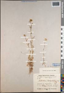 Rorippa brachycarpa (C.A. Mey.) Hayek, Middle Asia, Northern & Central Kazakhstan (M10) (Kazakhstan)