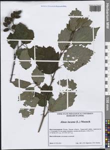 Alnus incana (L.) Moench, Siberia, Western Siberia (S1) (Russia)