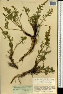 Artemisia stechmanniana Besser, Mongolia (MONG) (Mongolia)