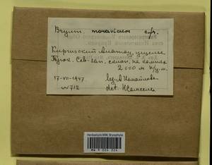 Rosulabryum moravicum (Podp.) Ochyra & Stebel, Bryophytes, Bryophytes - Middle Asia & Kazakhstan (B16) (Kyrgyzstan)