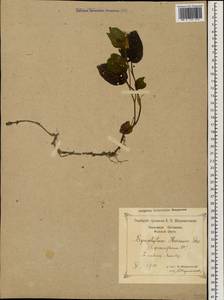 Symphytum grandiflorum DC., Caucasus, Black Sea Shore (from Novorossiysk to Adler) (K3) (Russia)