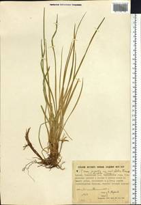 Carex bigelowii subsp. ensifolia (Turcz. ex Gorodkov) Holub, Siberia, Yakutia (S5) (Russia)