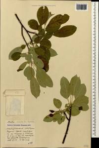 Malus orientalis Uglitzk., Caucasus, Stavropol Krai, Karachay-Cherkessia & Kabardino-Balkaria (K1b) (Russia)