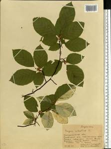 Fagus sylvatica L., Eastern Europe, West Ukrainian region (E13) (Ukraine)