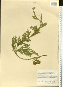 Lycopodium clavatum L., Siberia, Russian Far East (S6) (Russia)