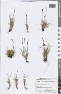 Festuca brachyphylla Schult. & Schult.f., Siberia, Central Siberia (S3) (Russia)