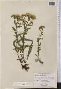 Achillea millefolium var. occidentalis DC., America (AMER) (Canada)