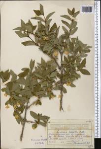 Lonicera hispida Pall. ex Roem. & Schult., Middle Asia, Northern & Central Tian Shan (M4) (Kazakhstan)