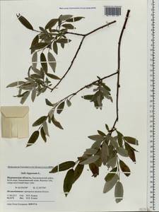 Salix lapponum L., Eastern Europe, Northern region (E1) (Russia)