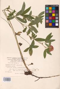 Trifolium medium L., Eastern Europe, Eastern region (E10) (Russia)