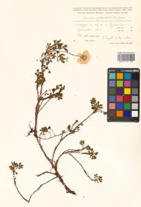 Geum pentapetalum (L.) Makino, Siberia, Russian Far East (S6) (Russia)