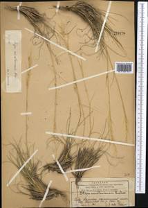 Stipa karataviensis Roshev., Middle Asia, Western Tian Shan & Karatau (M3) (Kazakhstan)