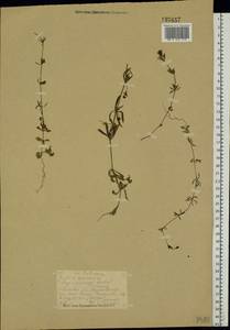 Galium spurium L., Eastern Europe, Central forest region (E5) (Russia)