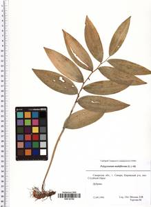 Polygonatum multiflorum (L.) All., Eastern Europe, Middle Volga region (E8) (Russia)