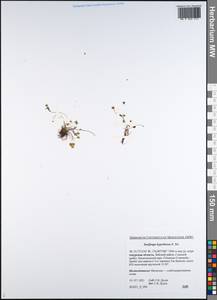 Saxifraga hyperborea R. Br., Siberia, Russian Far East (S6) (Russia)