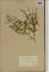 Teucrium spinosum L., South Asia, South Asia (Asia outside ex-Soviet states and Mongolia) (ASIA) (Turkey)