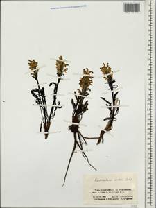 Pedicularis oederi Vahl, Siberia, Altai & Sayany Mountains (S2) (Russia)