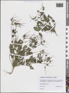 Erodium cicutarium (L.) L'Hér., Siberia, Western Siberia (S1) (Russia)