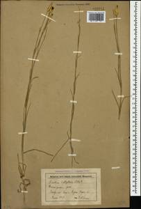 Dianthus leptopetalus Willd., Caucasus, Stavropol Krai, Karachay-Cherkessia & Kabardino-Balkaria (K1b) (Russia)