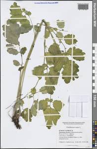 Chelidonium majus L., Eastern Europe, Central forest-and-steppe region (E6) (Russia)