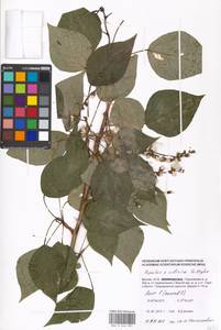 Populus tremuloides Michx., Eastern Europe, Moscow region (E4a) (Russia)