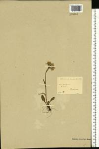 Tephroseris integrifolia (L.) Holub, Eastern Europe, Northern region (E1) (Russia)