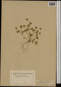 Trifolium scabrum L., Western Europe (EUR) (Slovenia)