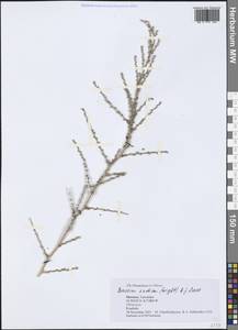 Bassia indica (Wight) A. J. Scott, Africa (AFR) (Morocco)