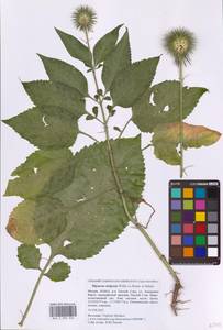 Dipsacus strigosus Willd., Eastern Europe, Moscow region (E4a) (Russia)
